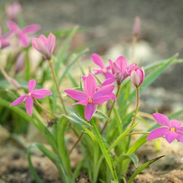 x Rhodoxis Hebron Farm Rose