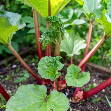 Rheum x hybridum Early Champagne - Rhubarb