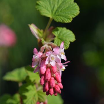 Ribes sanguineum King Edward VII - Flowering Currant