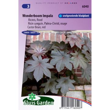 Ricinus communis Palma-Christi