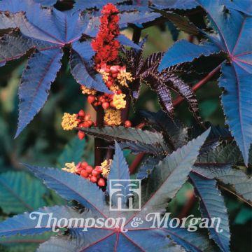 Ricinus communis Carmencita