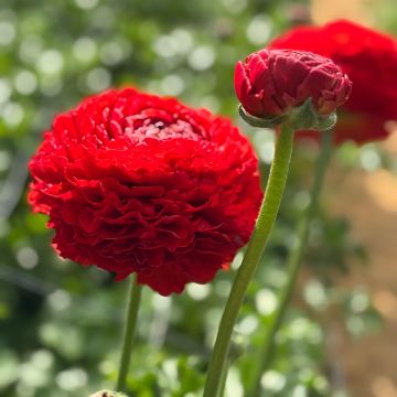Ranunculus asiaticus Romance Get Lucky® - Persian buttercup