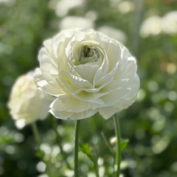 Ranunculus asiaticus Romance Montenvers® - Persian buttercup