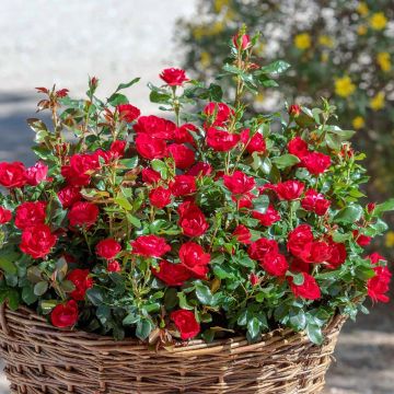 Rosa x polyantha Zepeti - Dwarf Rose