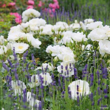 Rosa  Decorosiers Opalia 'Noaschnee'