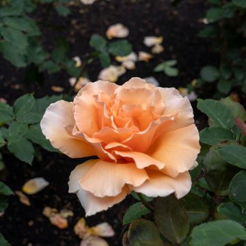 Le jour de l'ouverture