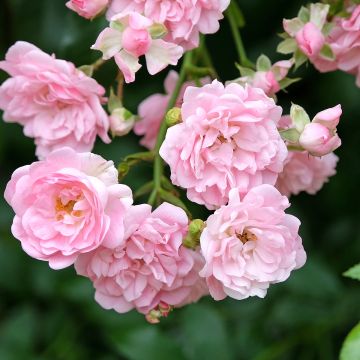 Rosa The Fairy - Standard Rose