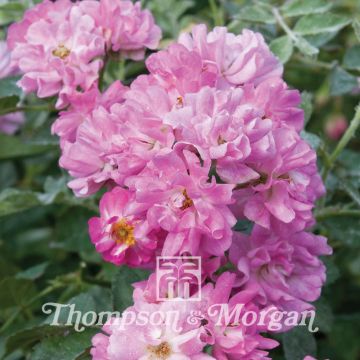 Rosa Garden Party - Dwarf Rose