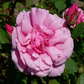 Rosa x polyantha 'Cecile Brunner'