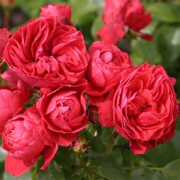 Rosa x floribunda 'Cherry Girl' - Patio Rose