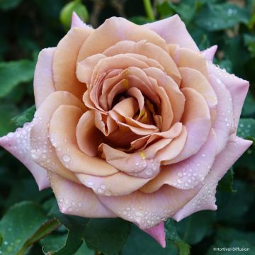 Rosa Floribunda Koko Loko™