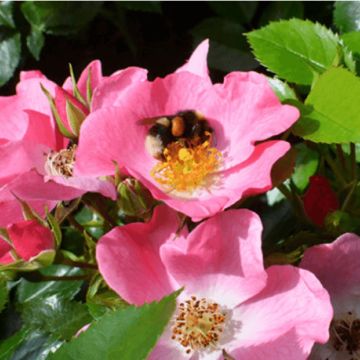 Rosa floribunda Mel Bee® - Floribunda Rose Rosa floribunda Mel Bee® - Floribunda Rose