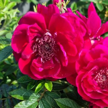 Rosa rugosa  TAKE IT EASY® Red - Rugosa Rose