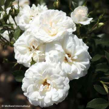 Rosa floribunda Carte Blanche de 1999 - Floribunda Rose Rosa floribunda Carte Blanche de 1999 - Floribunda Rose