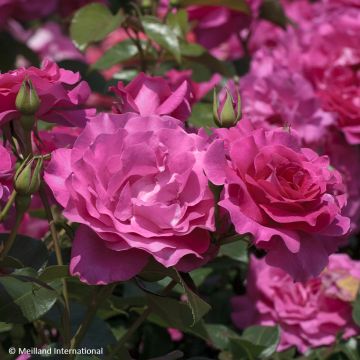 Rosa floribunda Manou Meilland - Floribunda Rose