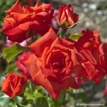 Rosa  'Meilena' RUSTICANA® - Rosier Rusticana