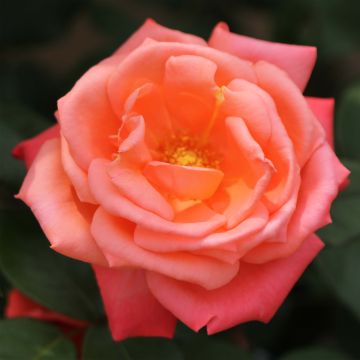 Rosa 'Catherine Deneuve' - Hybrid Tea Rose