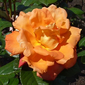 Rosa 'Louis de Funes' - Shrub Rose