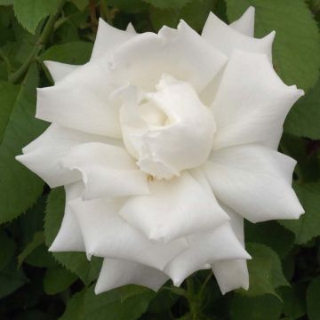 Rosa Pope Jean-Paul II