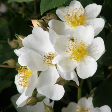 Rosa  Kew Gardens - Hybrid Musk Rose