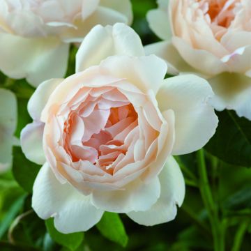 Rosa 'Wollerton Old Hall' - Climbing Rose