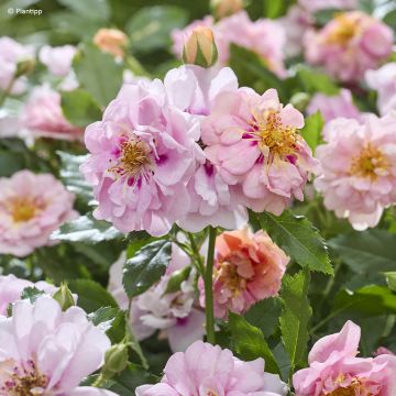 Rosa polyantha Amirose  - Groundcover Rose