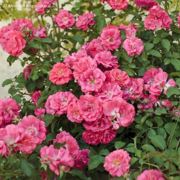 Rosa Coral Drift - Groundcover Rose Rosa Coral Drift - Groundcover Rose