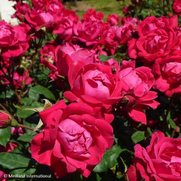 Rosa Double Knock Out - Groundcover Rose
