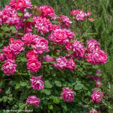 Rosa Pink Double Knock Out - Groundcover Rose