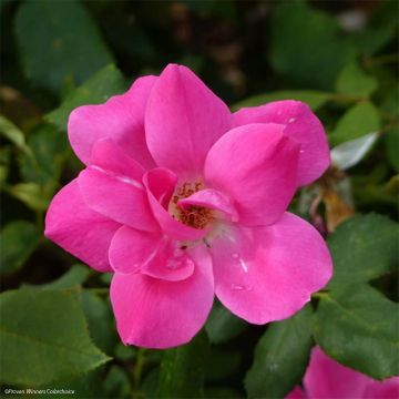 Rosa 'Pink Knock Out' - Groundcover Rose