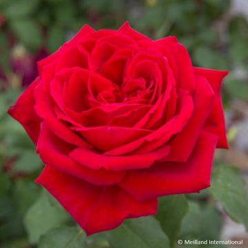 Rosa  'Meiafonesar' GPT BOTERO® - Rosier grimpant Botero