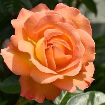 Rose DistingO Orange Climbing Rose