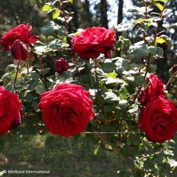Rosa Edith Piaf Climbing - Climbing Rose