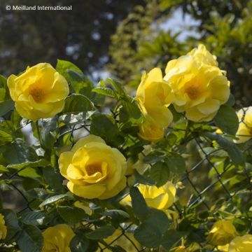 Rosa Happiness - Climbing Rose