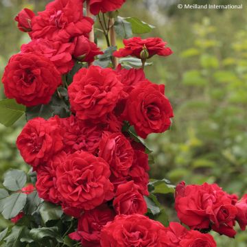 Rosa Negresco - Climbing Rose