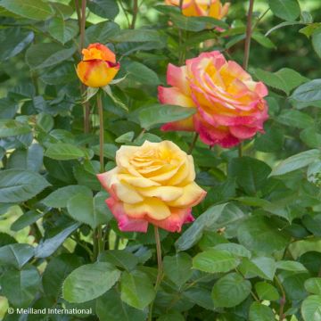 Rosa Oriental Peace, Climbing - Climbing Rose