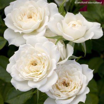 Rosa x polyantha 'Meilmera' BRIDAL MEILLANDINA® - Rosier Bridal Meillandina, Rosier Bridal Sunblaze Rosa x polyantha 'Meilmera' BRIDAL MEILLANDINA® - Rosier Bridal Meillandina, Rosier Bridal Sunblaze
