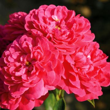 Rosa x polyantha LILLIPUTS Roxy - Dwarf Rose