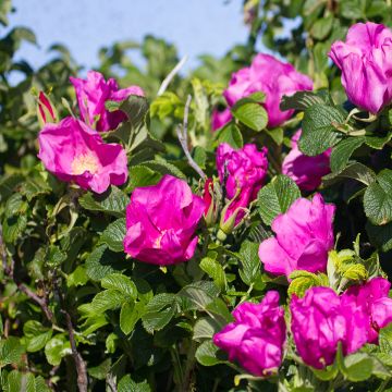 Rosa rugosa - Rosier botanique, rosier rugueux.