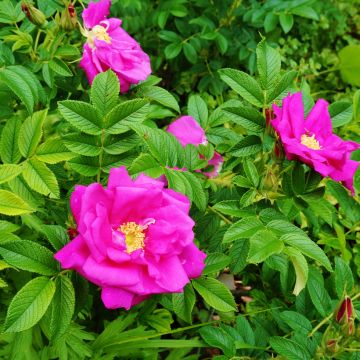 Rosa rugosa - Rosier botanique, rosier rugueux. Rosa rugosa - Rosier botanique, rosier rugueux.