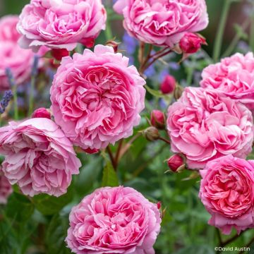 Rosa Penelope Lively - David Austin shrub rose