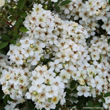 Rosa x polyantha 'Meilcy004' Arcturus - Rosier paysager nain Galaxy Arcturus, Mini-rosier paysager Galaxy Arcturus