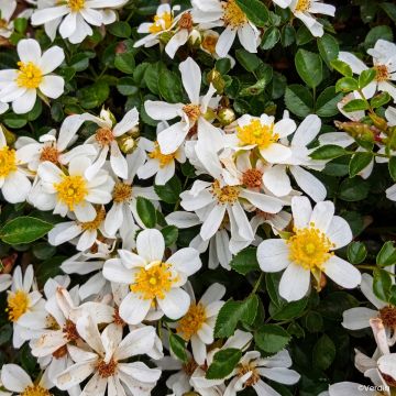 Rosa Rosanatura Napi - Groundcover Rose