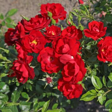 Rosa Societe Nationale d'Horticulture de France 'Delflouge' - Bush Rose
