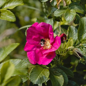 Rosa Strandperle Amrum - Rugosa Rose