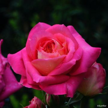 Rosa Bali - Hybrid Tea Rose