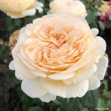 Rosa Marzipan - Hybrid Tea Rose