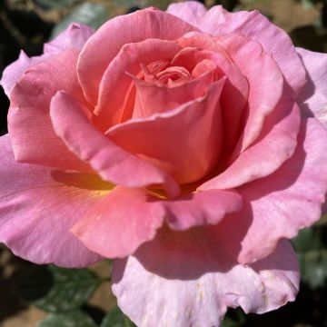 Rosa Priory Dawn - Hybrid Tea Rose