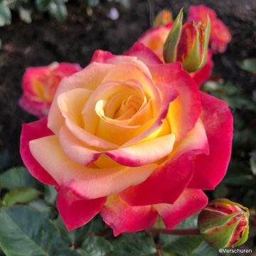 Rosa Casino - Hybrid Tea Rose
