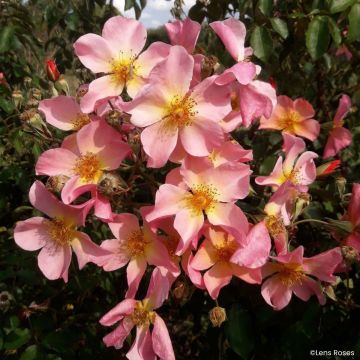 Rosa moschata Lens Flair - Climbing Rose